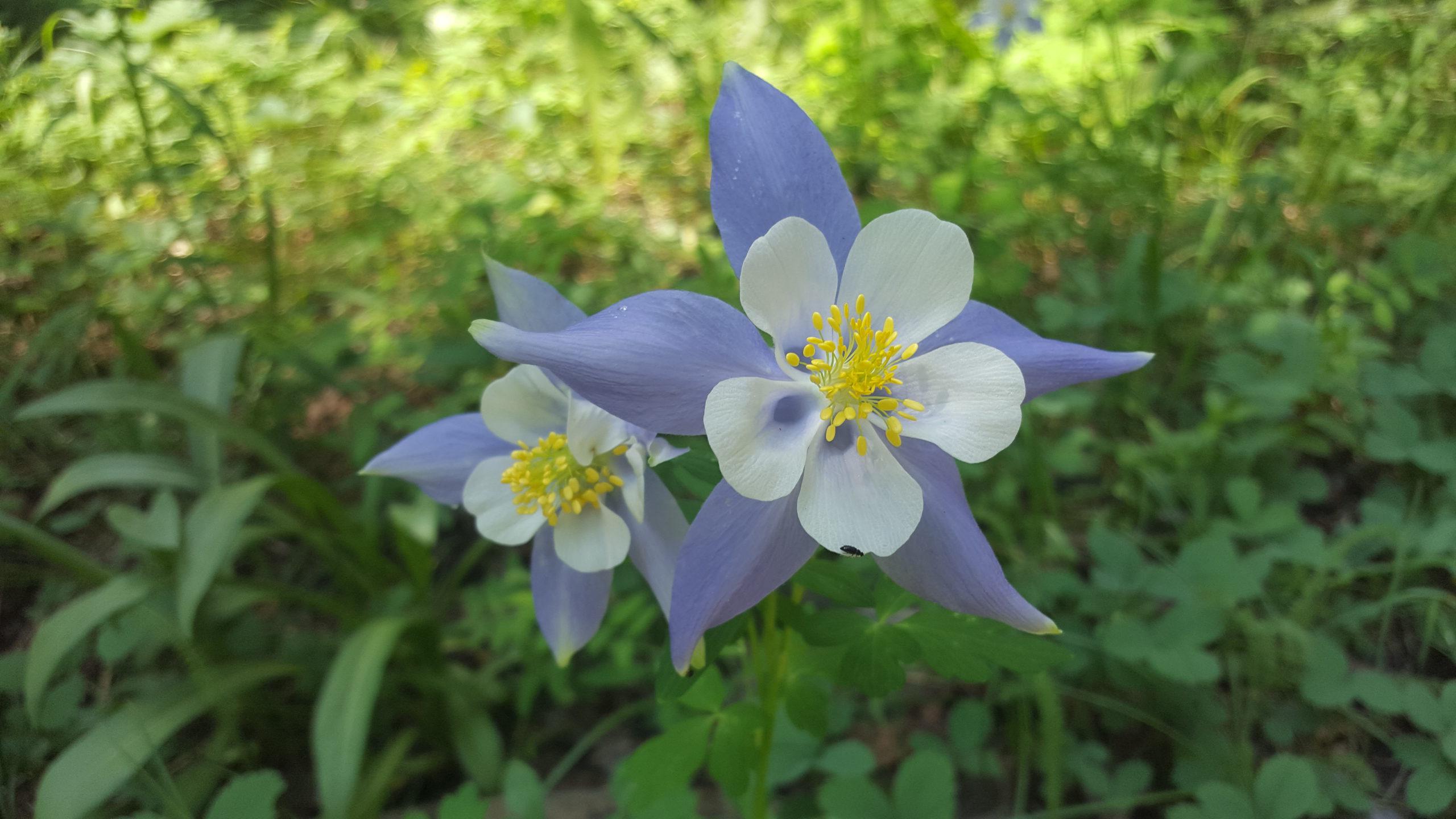 Columbine flower