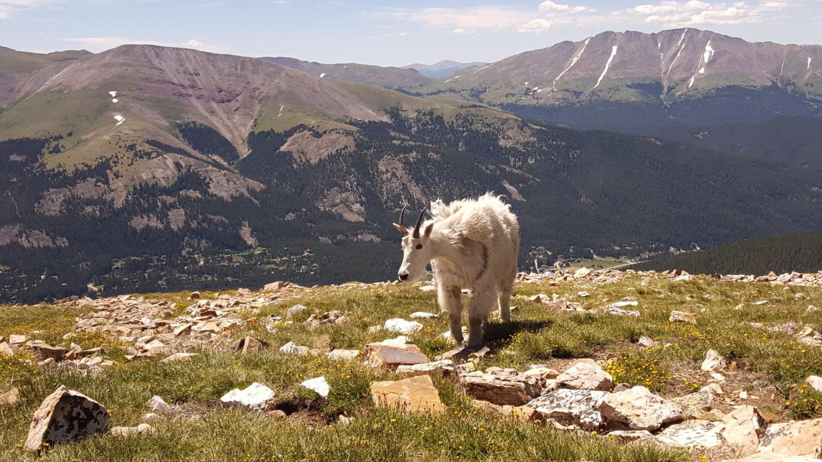 Mountain Goat